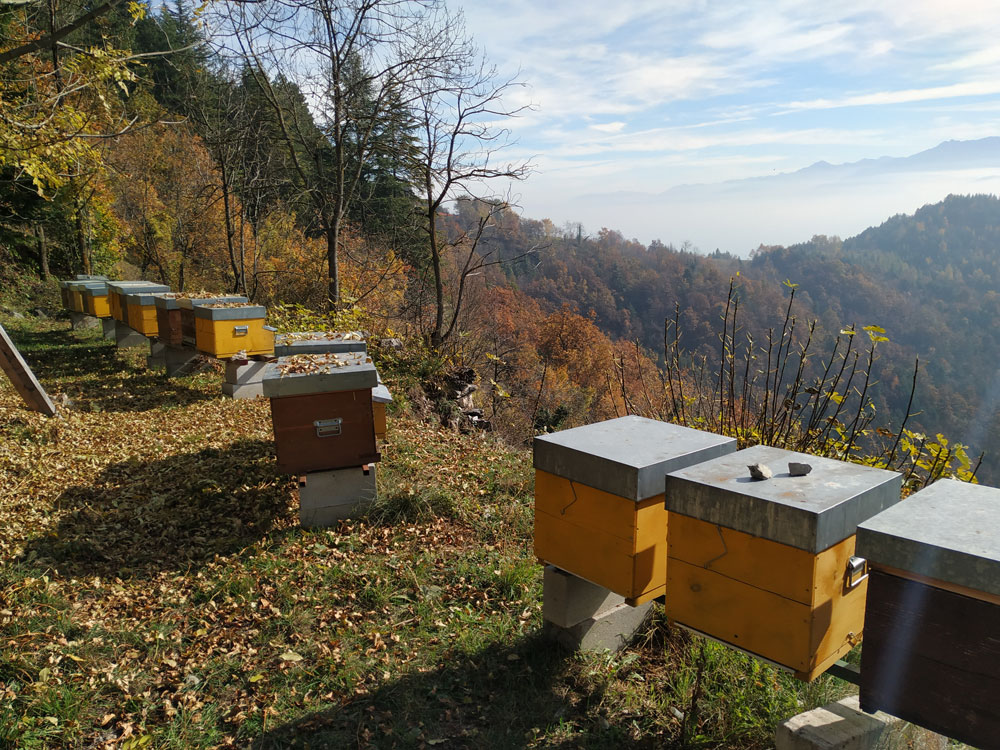 api-autunno-arnie
